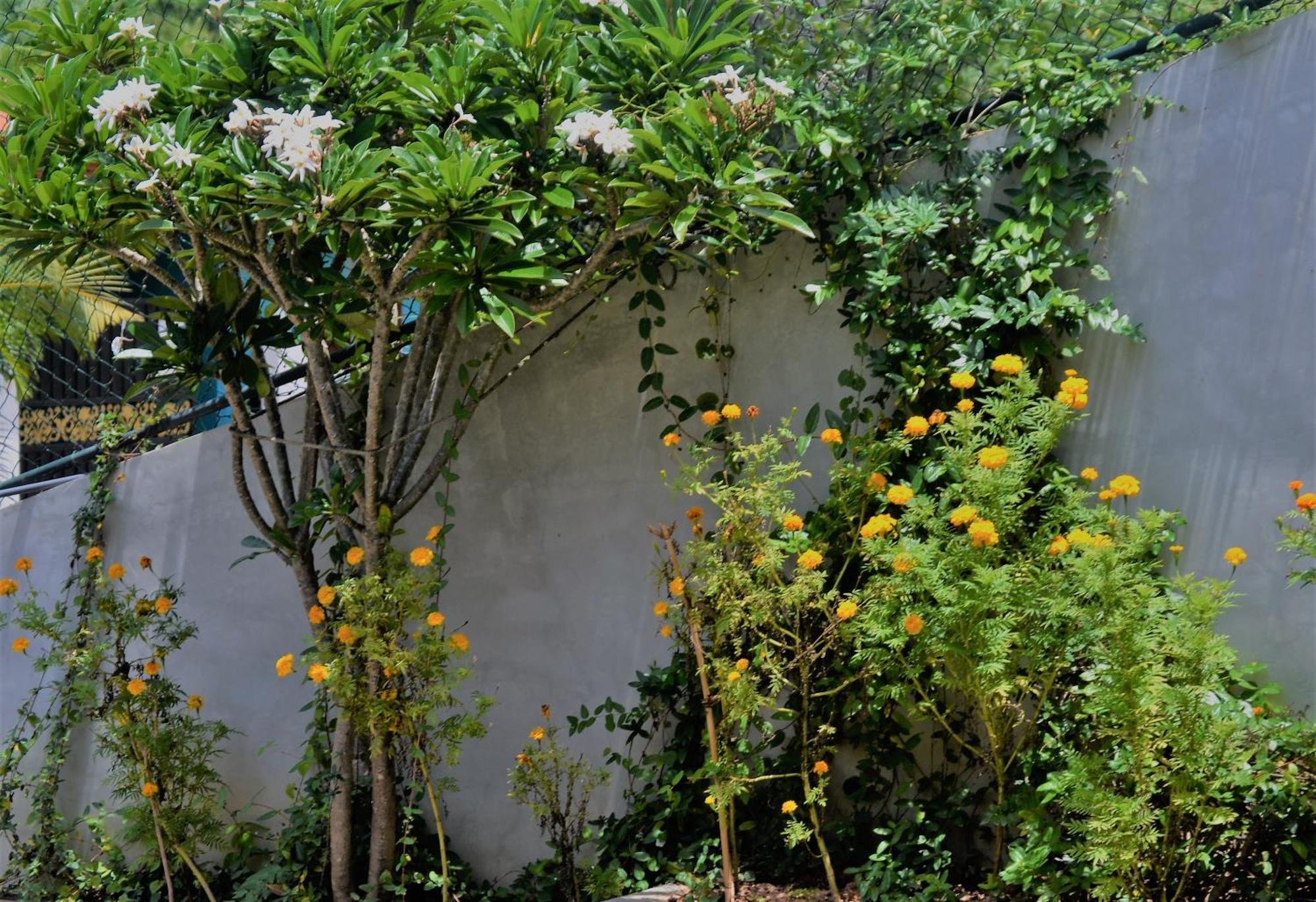 Bed and Breakfast Bellaxy Ceylon Екстер'єр фото